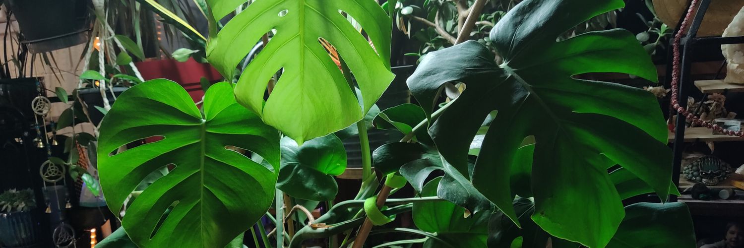 jesaqua's profile banner image