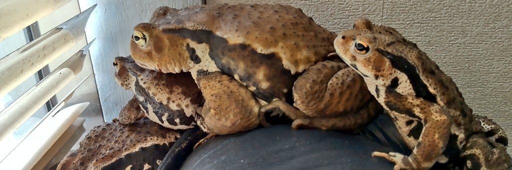 ★Tsukiko★🐸 banner