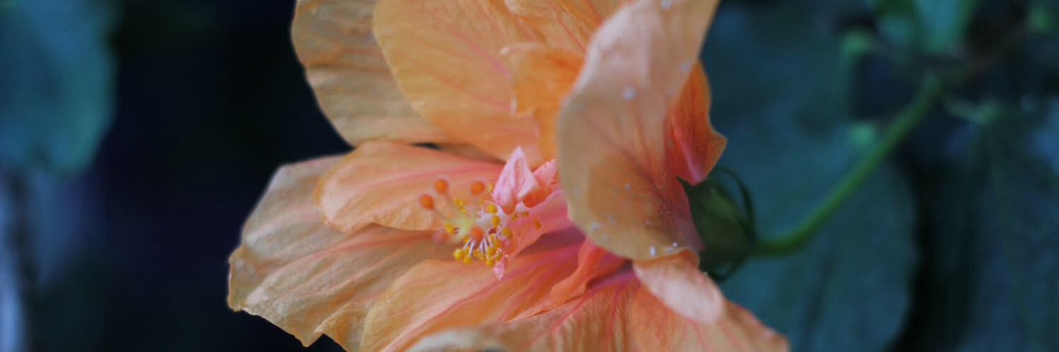 EmmaBee0_o's profile banner image