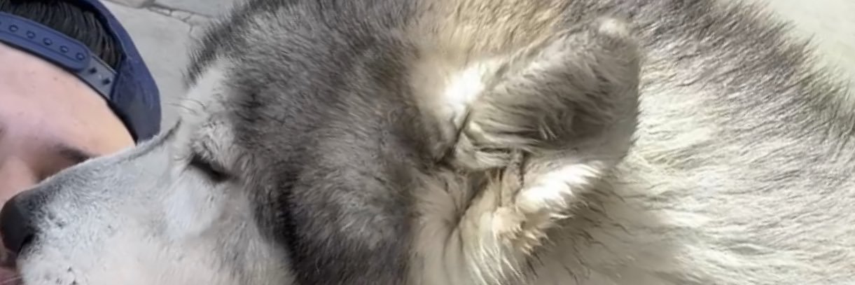 FrankTh3Tank10's profile banner image