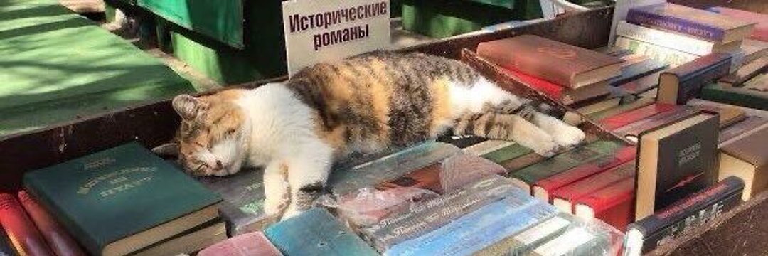 strelka15's profile banner image