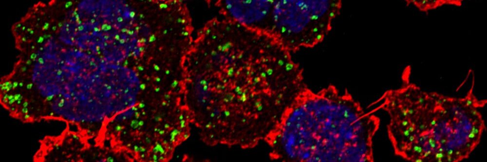 Fernanda cabrera banner