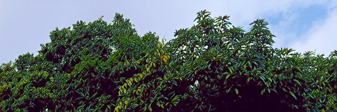 nedsonbr's profile banner image