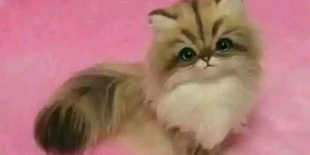 farisha_eisha's profile banner image