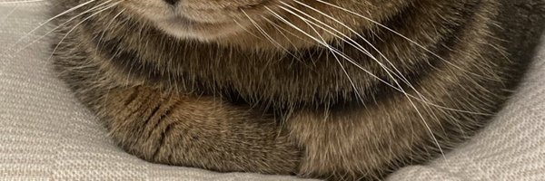 nyantostos Profile Banner