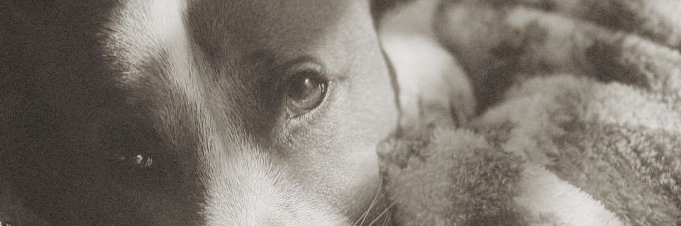 Edick1403's profile banner image