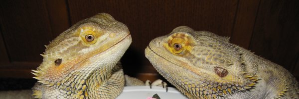 PookieDigi4Ever Profile Banner