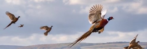 RyanMariani2's profile banner image