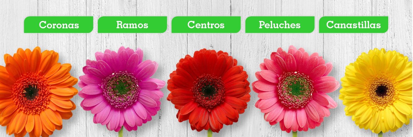 Floristera5's profile banner image