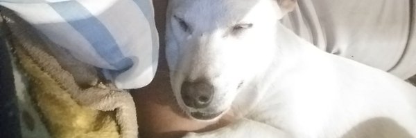 tucusitoel1 Profile Banner