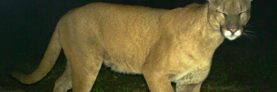 Asswolph 🐯 COMMS OPEN banner