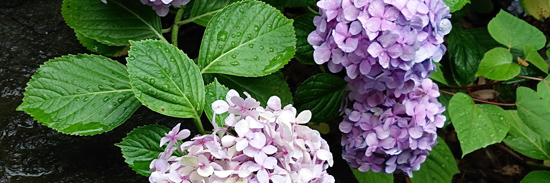 mokuseika's profile banner image