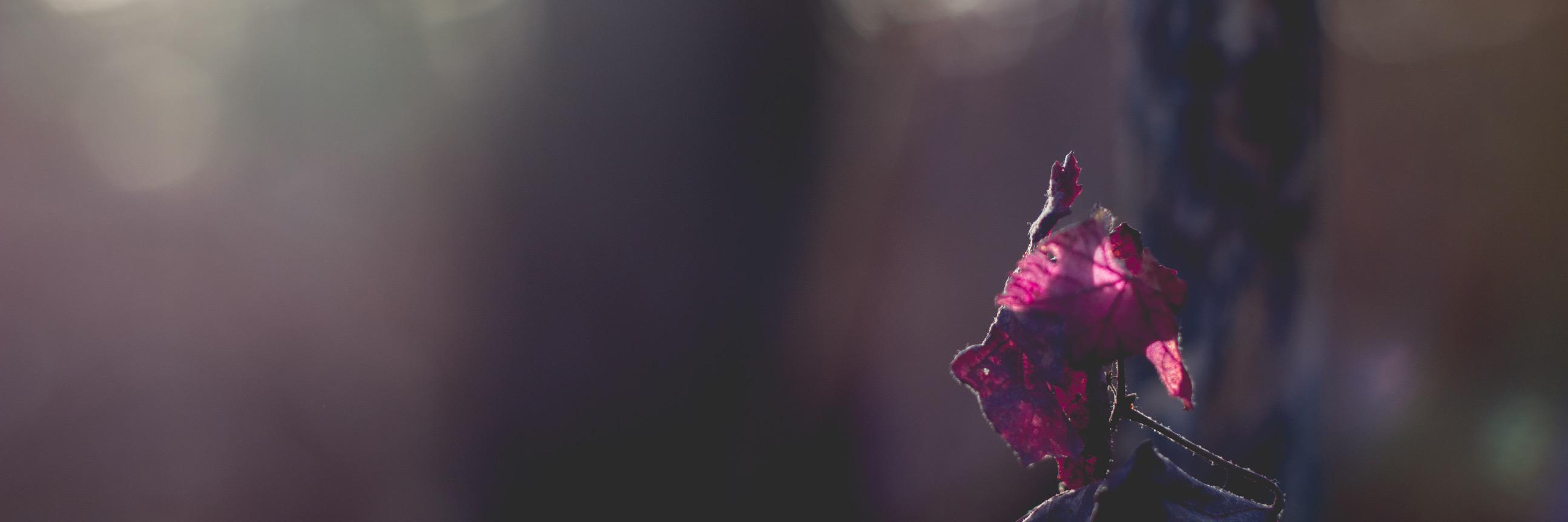 DanielaPlsss's profile banner image