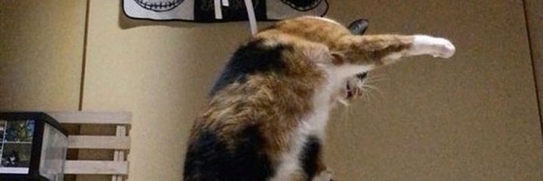 Chewinggum_p Profile Banner