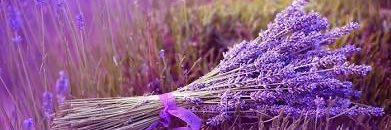 Osíto 🐼 banner