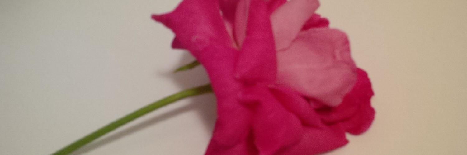 sdan80's profile banner image