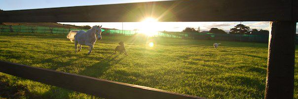 beestrydom's profile banner image