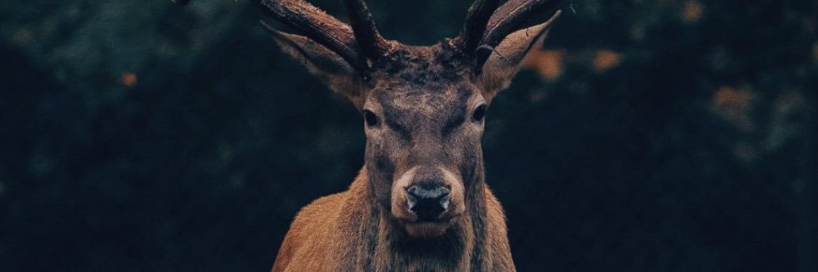 basithp's profile banner image