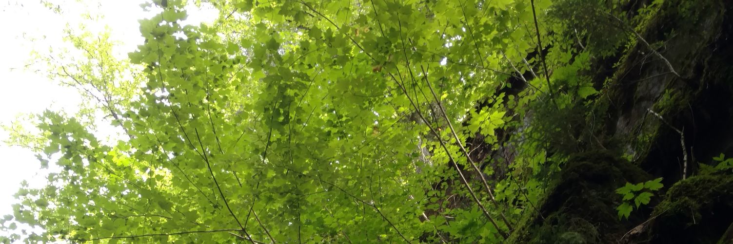 Cheri Ackerman banner