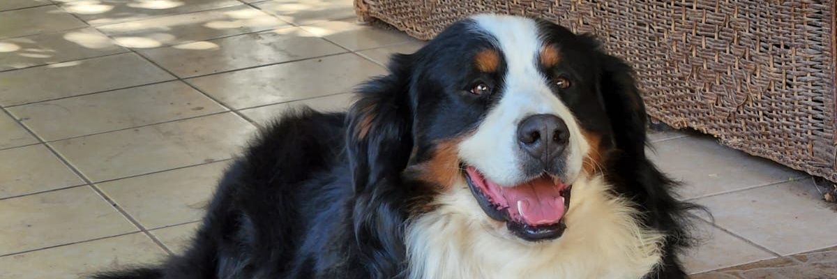 morelio's profile banner image