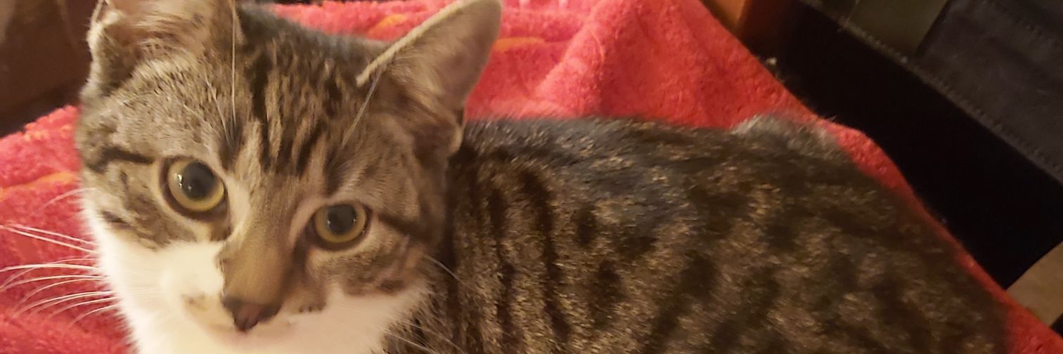 Renate Schulz-Wittan banner