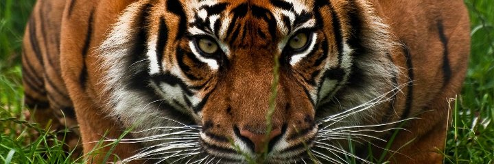 willstin's profile banner image