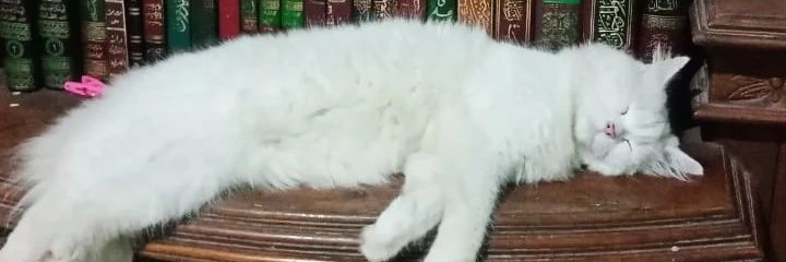 ronijaa's profile banner image
