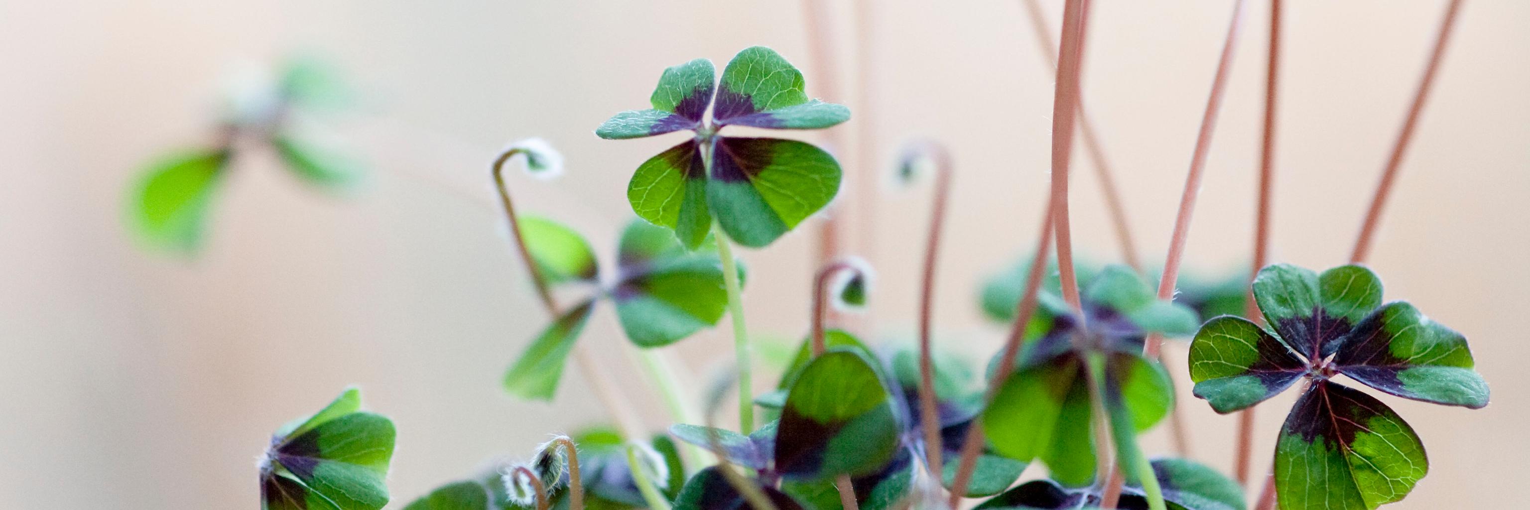 pieternel van velden banner