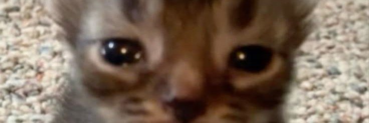 drey banner