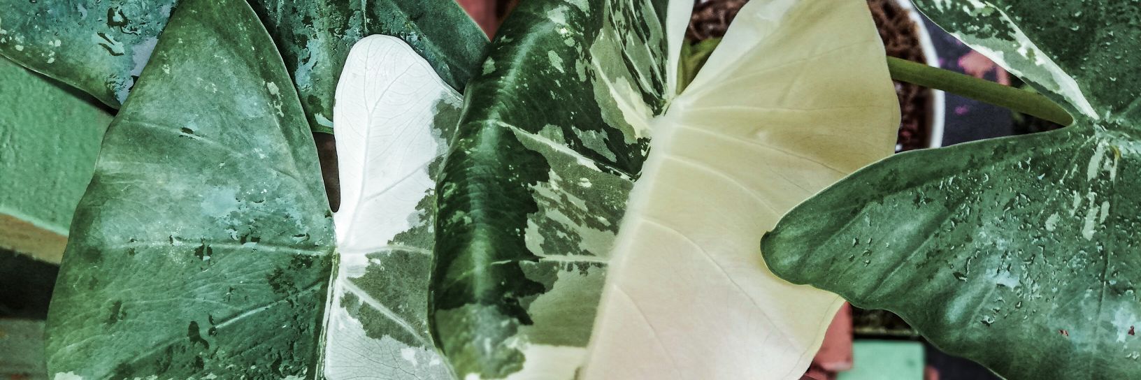 sepullmazlan's profile banner image