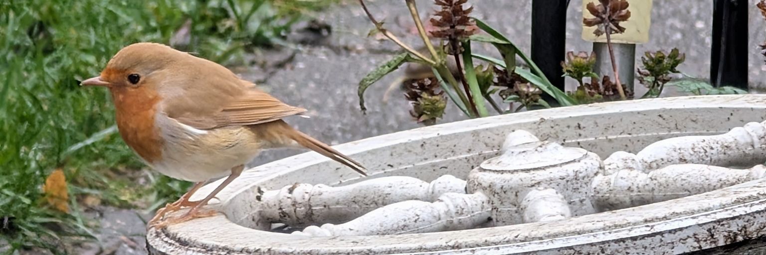 Hanneke Poelmans banner