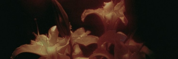 ícaro, bugs ୨୧ banner