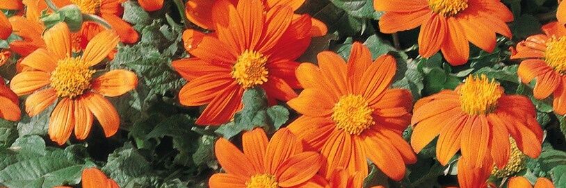 charlsiebrownie's profile banner image