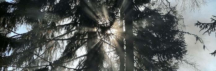 niccarte's profile banner image