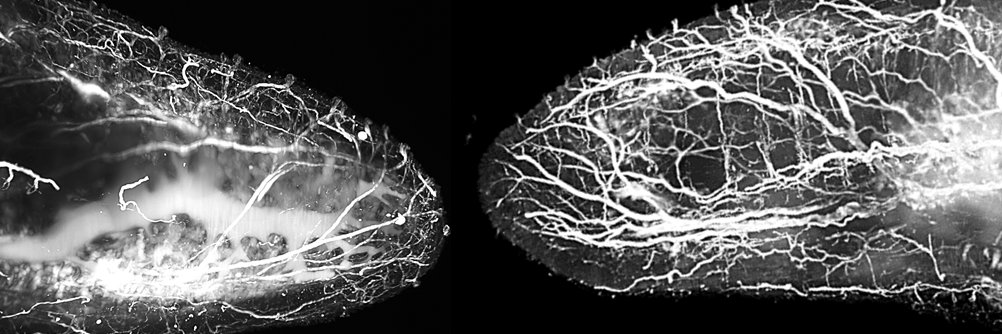 Nicole Scheff banner