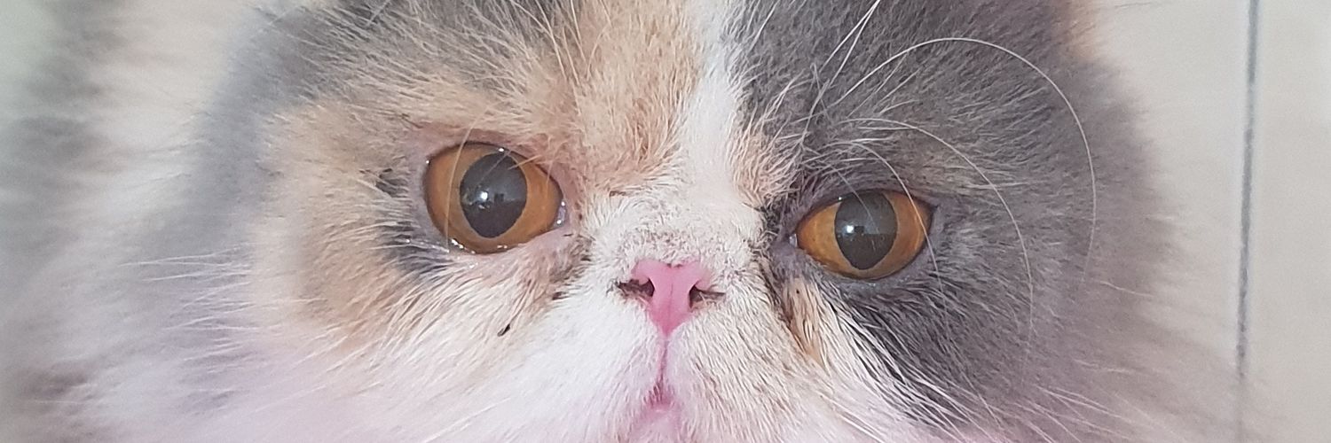 budbud92's profile banner image
