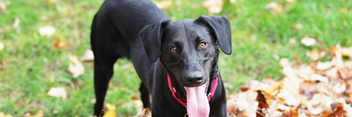 PZendog's profile banner image