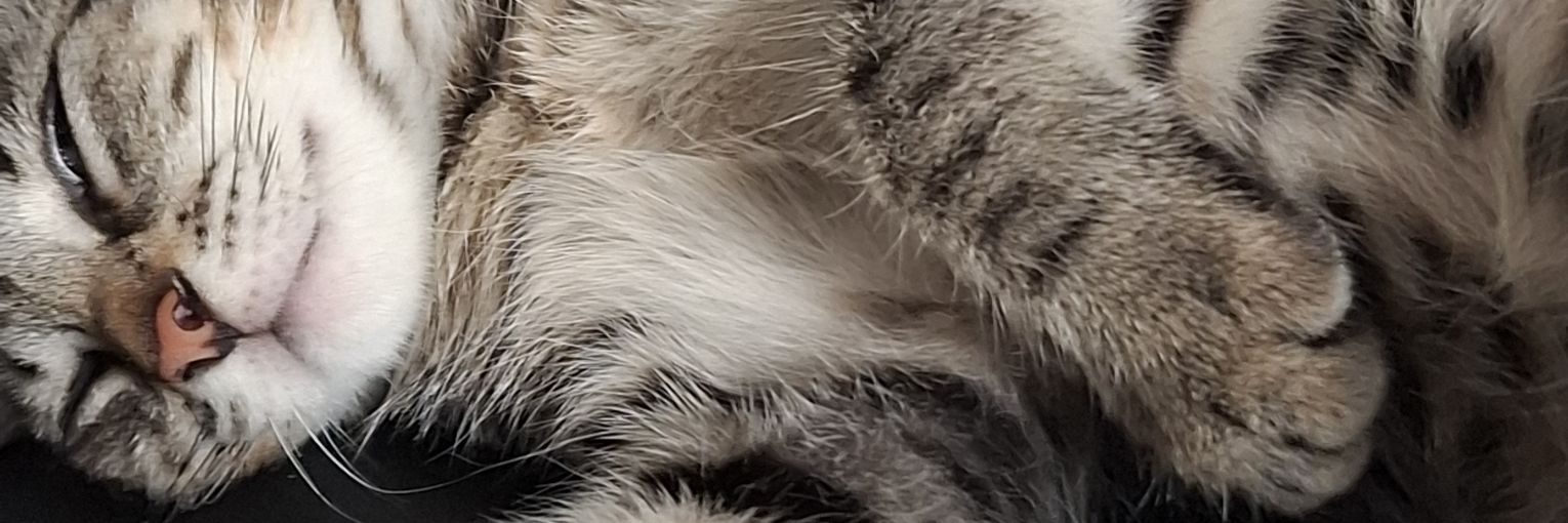 Vareless (Non Canon) banner