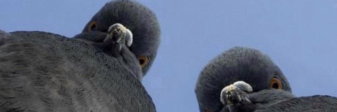 reemhodeb's profile banner image