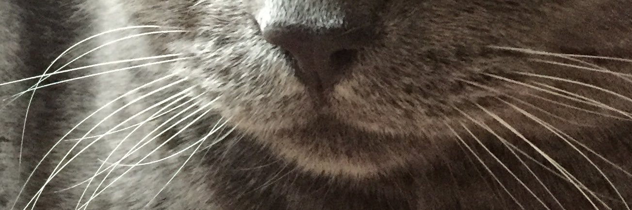 s_tytti's profile banner image