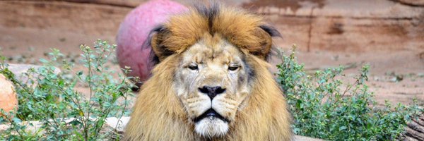 NPESLex1 Profile Banner