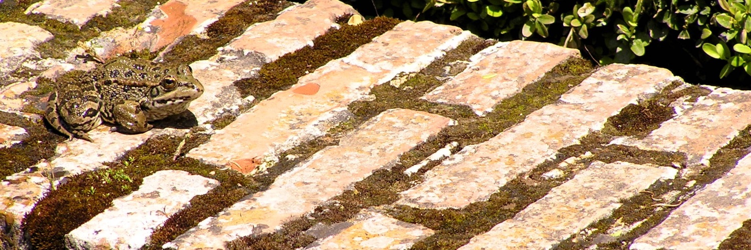 S.A. McKenzie 🦔🦔🦔 banner