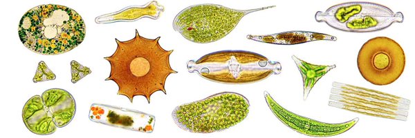 CouchMicroscopy Profile Banner