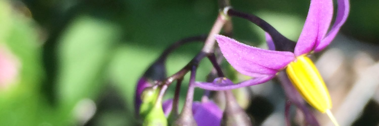 Dr. Elsa Anderson banner