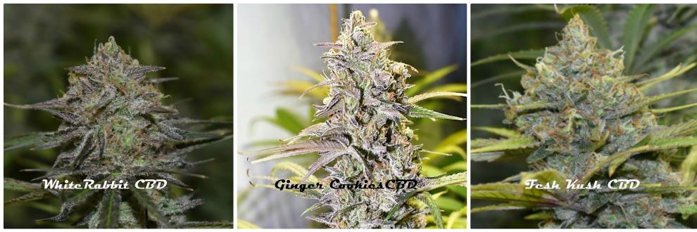 Raro Genetics Farm® banner