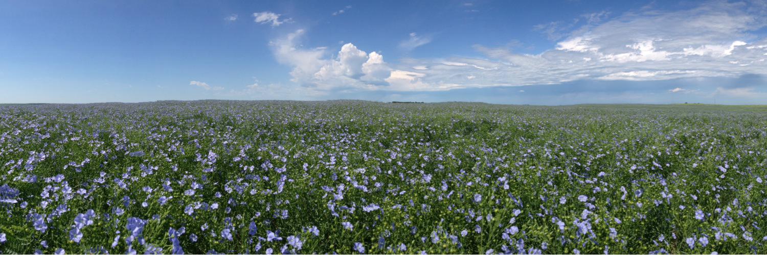 Allison Hebert banner