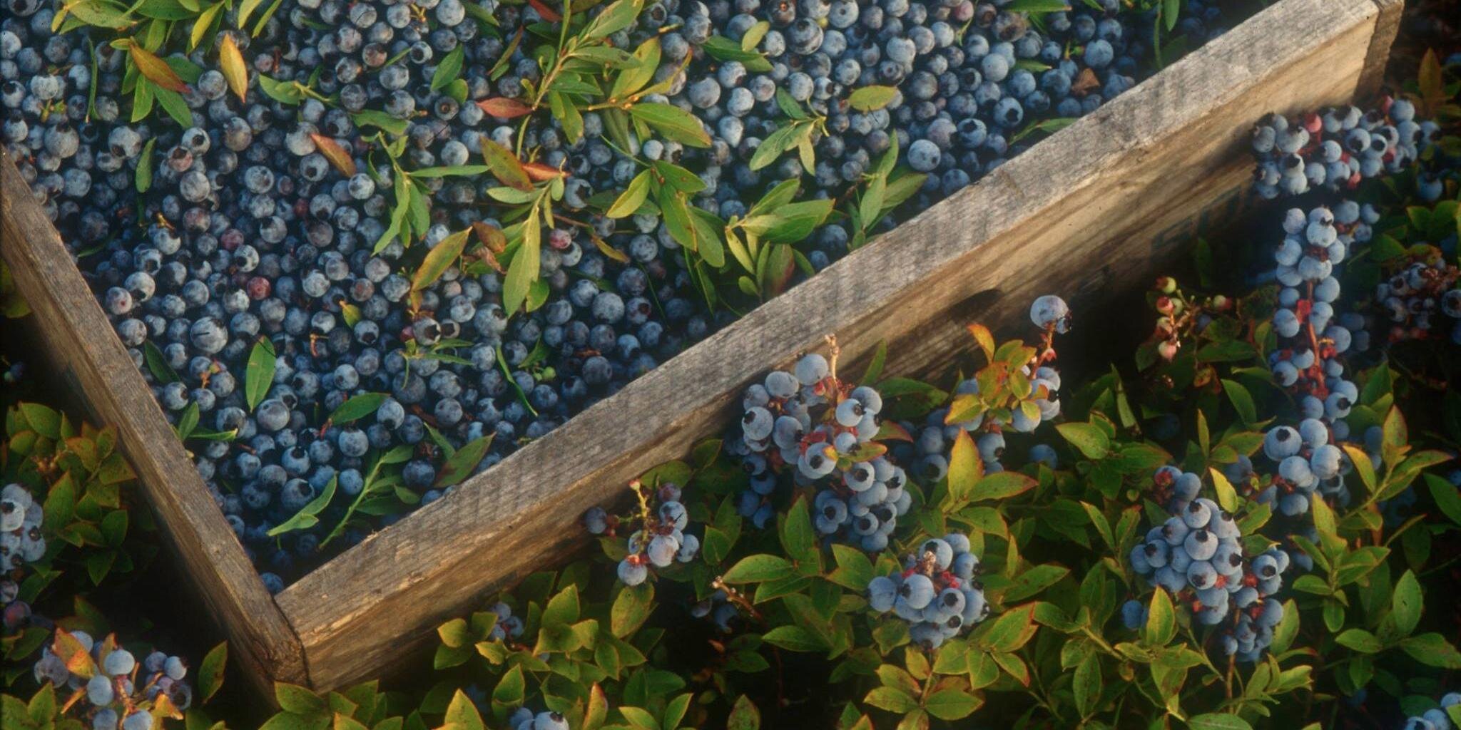 WildBBerries's profile banner image