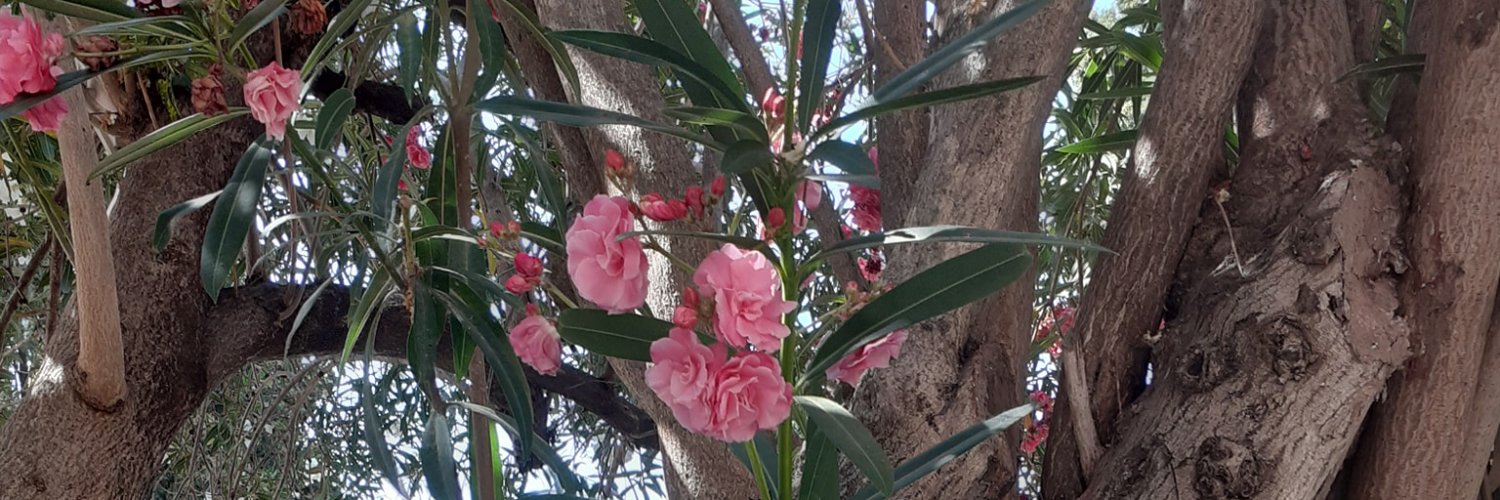 JulieAneT's profile banner image