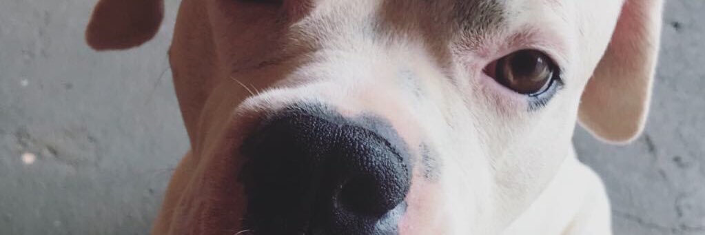 luanabertani_'s profile banner image