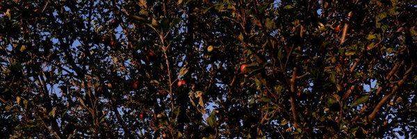 obversers Profile Banner